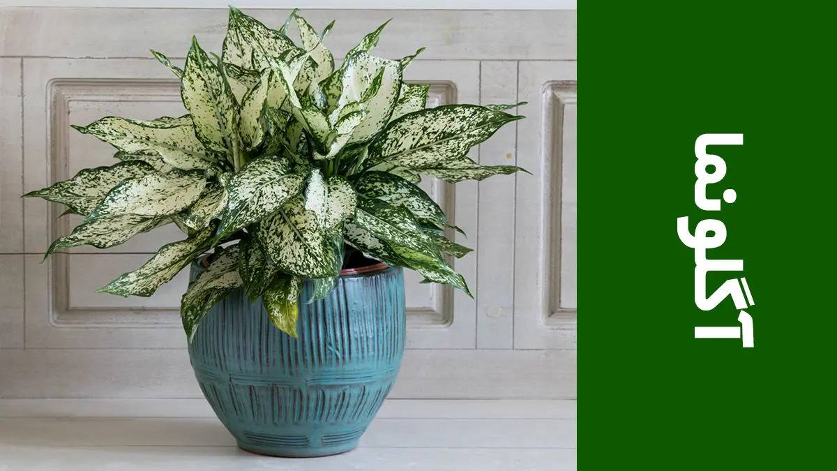 Aglaonema-5