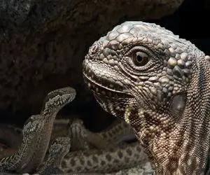 از جذابیت‌های حیات وحش؛ ایگوانا اومد از دست یه مار فرار کنه پرید تو بغل اون یکی له شد