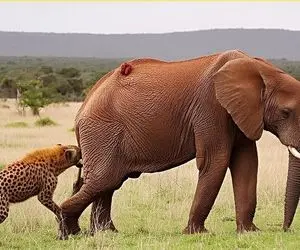 از جذابیت های حیات وحش؛ کفتار کودن با شکارهای سفیهانه اش خودش رو به فنا داد