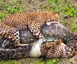 دیدنی راز بقا؛ پیتون غول بعد بلع نصف پلنگ چشم قشنگه نای خزیدن نداشت خورده شد