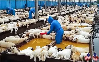 فرآوری سگ؛ سگهای نازنازی رو از تولگی پرورش میدن واسه گوشتش