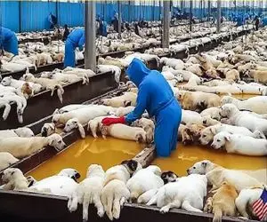 فرآوری سگ؛ سگهای نازنازی رو از تولگی پرورش میدن واسه گوشتش