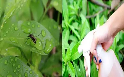 چطوری پشه‌ های گلدون رو تار و مار کنیم؟!/ روشای ساده برای فراری دادن حشرات از گلدون‌