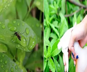 چطوری پشه‌ های گلدون رو تار و مار کنیم؟!/ روشای ساده برای فراری دادن حشرات از گلدون‌