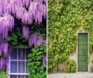 به نظر من که دکوراسیون خونه با گل جون دار میشه / گیاهان رونده ای که خیلی اطوار دارن