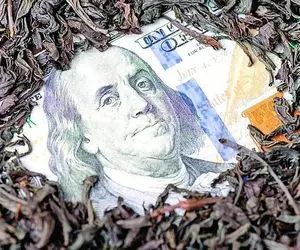 متهمان چای «دبش» کجایند؟