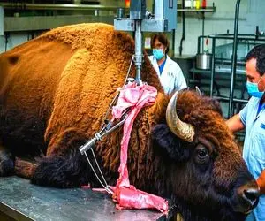 فرآوری گاو؛ اسرار دستگاه کشتار گاومیش با استفاده از ماشین آلات و فناوری پیشرفته