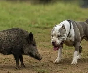 شاهکار حیات وحش؛ سگ با رفیقاش ریختن سر گراز بازم حریفش نیستن