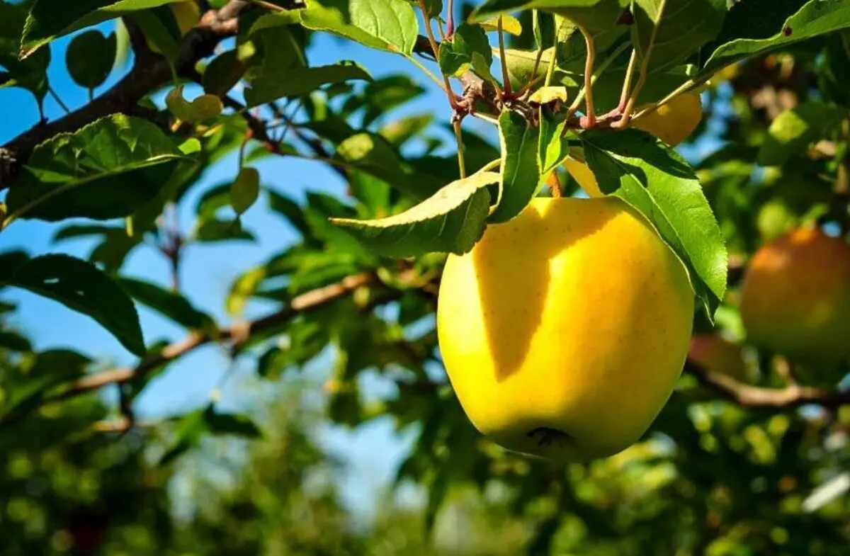 Health benefits of apple