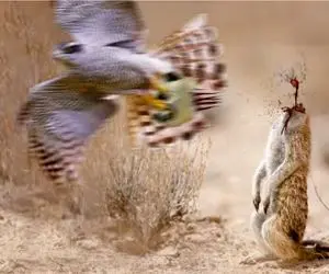 شاهکار حیات وحش / عقاب تنها 4 ثانیه میخواهد تا سر از تن مانگوس دد جدا کند