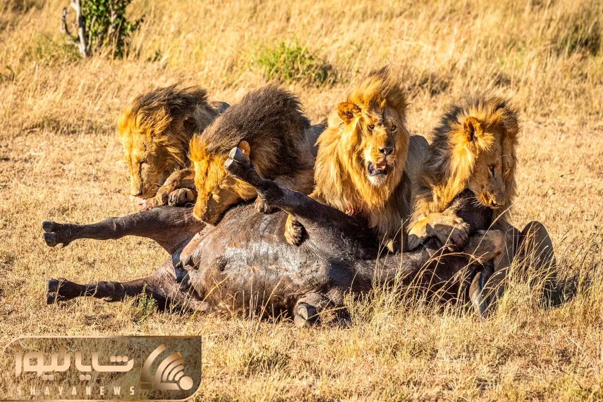 Four-male-lion-feed-on-buffalo-carcase-edited.jpg