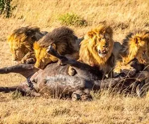 دیدنی های حیات وحش؛ بزم چهار شیر نر بر بالین بوفالوی غول