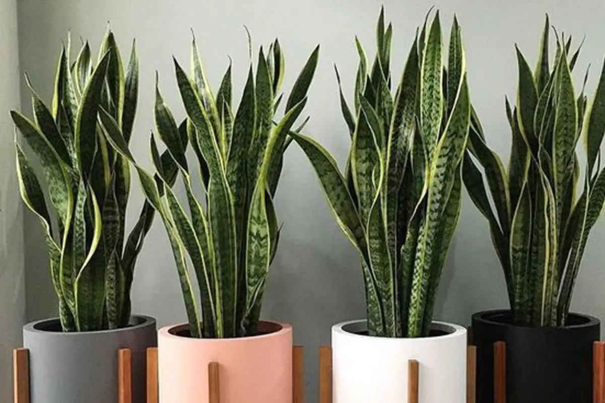 Sansevieria6