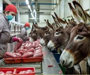 فرآوری الاغ؛ الاغ رو پرورش میدن تا از گوشتش الاغ‌برگر  دست کنن و از شیر چربش دوغ