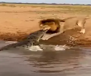 مستند حیات وحش؛ شیر شقی تمساح دد رو از پوزه چاک داد