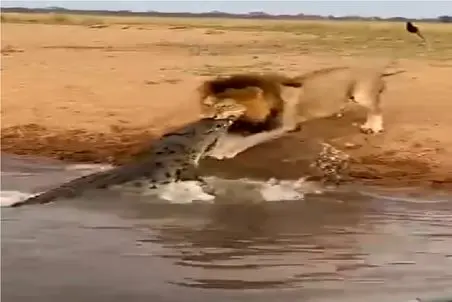 مستند حیات وحش؛ شیر شقی تمساح دد رو از پوزه چاک داد