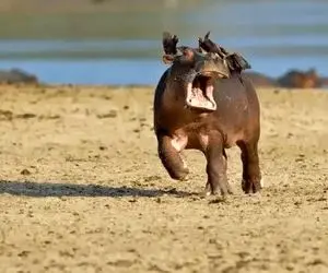 بدایع حیات وحش؛ اسب آبی سفاک مثل روسا وایساده کرکس لاشخور شپشاشو جدا میکنه