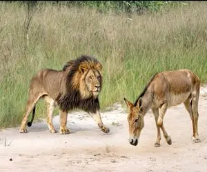 بدایع حیات وحش / شیر به خر حمله کرد و الاغ مقاومت غیرمنتظره نشان داد