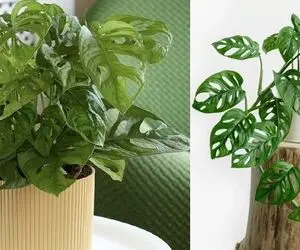 ترفندای نگهداری پتوس؛ از نحوه آبیاری تا نور و خاک مناسب واسه این قلب قلبی خوشگل