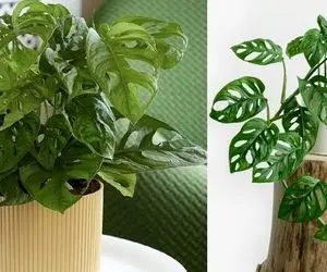 ترفندای نگهداری پتوس؛ از نحوه آبیاری تا نور و خاک مناسب واسه این قلب قلبی خوشگل