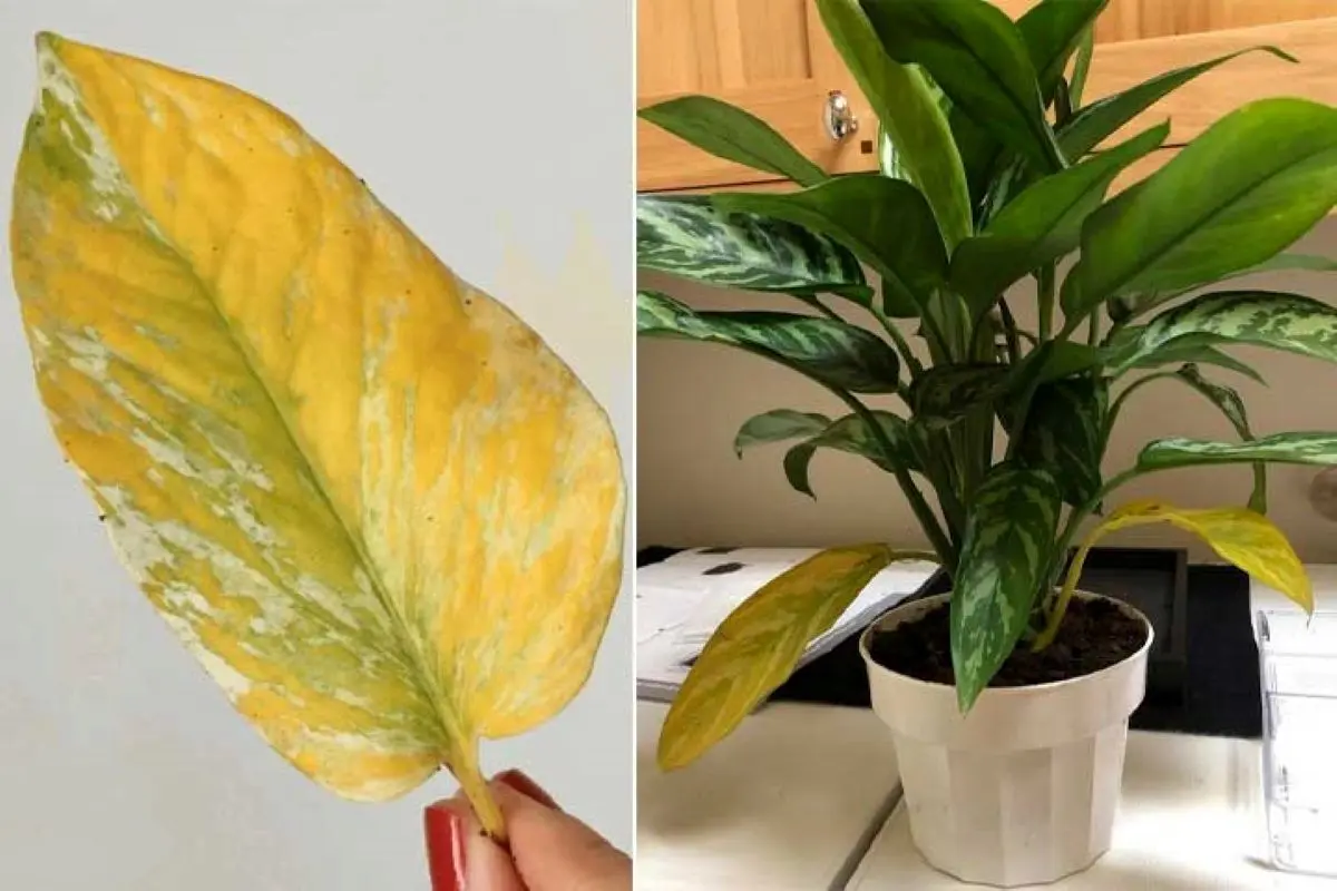 دلیل-پژمردگی_-برگ-آگلونما