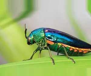 آن روی طبیعت وحشی؛ سوسک‌های جواهرنشان با دست و پای بلوری که مثل یه تیکه جواهرند!