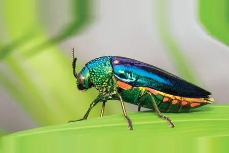 آن روی طبیعت وحشی؛ سوسک‌های جواهرنشان با دست و پای بلوری که مثل یه تیکه جواهرند!