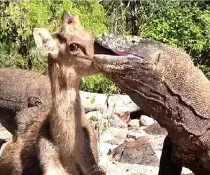 مستند حیات وحش؛ کومودو ازازیل آهوی مسلول رو حالی که جان دارد بلعید