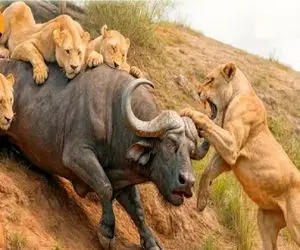 مستند حیات وحش؛ خار و خفیفی شیر در رویارویی با بوفالو تنومند