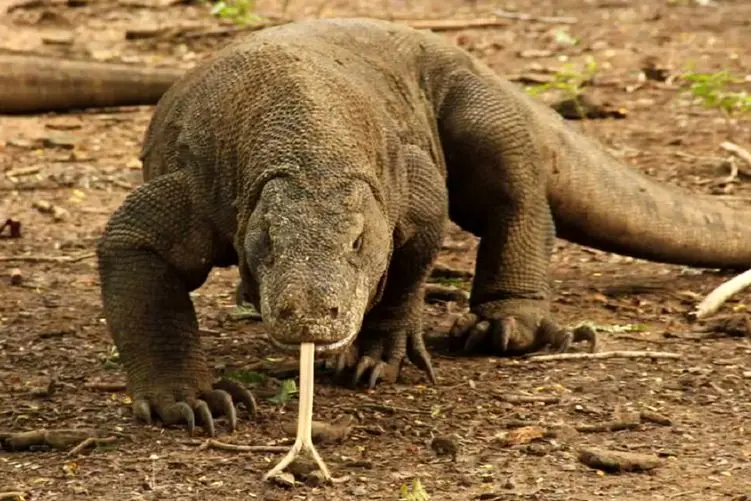 مستند حیوانات؛ تأثیر زهر اژدهای کومودو بر خون انسان! دل نازک‌ها نبینن