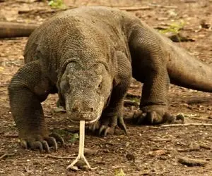 مستند حیوانات؛ تأثیر زهر اژدهای کومودو بر خون انسان! دل نازک‌ها نبینن