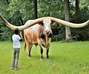 فرآوری گاو؛ شاخ گاو 20 متر شده برای ساخت جنگنده f14 برش میدن تا دوباره رشد کنه