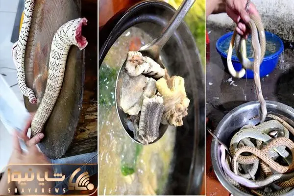 snake soup shayanews
