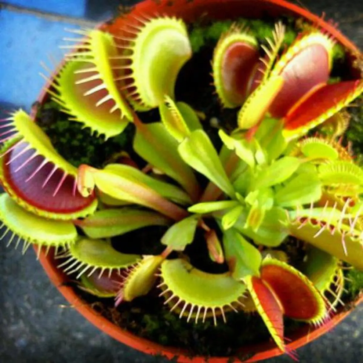 dionaea_muscipula_4-600_600-1-500x500
