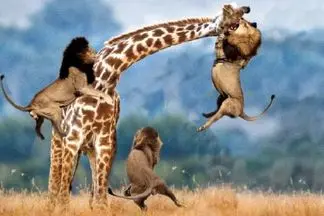 مستند حیات وحش؛ شیر مرید گوشت زرافه اس برای شکارش کارها میکنه