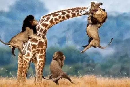 مستند حیات وحش؛ شیر مرید گوشت زرافه اس برای شکارش کارها میکنه