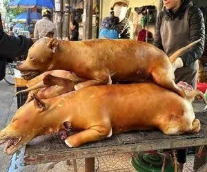 کباب سگ؛ سگ نازنازی و دست و پا بسته میندازه تو کوره آتیش مغز پخت شه سرو کنه