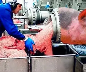 فرآوری خوک؛ خوک رو کامل میندازن تو رنده و هرچی هست از گوشت و استخوان چرخ میشه