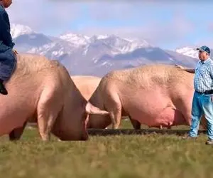 فرآوری خوک؛ خوک ها رو پرورش میدن و بزرگ شون میکنن اول حسابی سوارشون میشن بعد می خورن