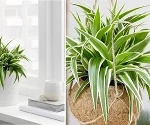 راهنمای نگهداری از گل گندمی / شرایط ایده آل برای گیاه تا روش های تکثیر آسان