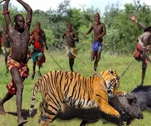 جنگجویان طبیعت؛ شیر لاشخور رفت مزرعه بره بدزده مردمان ماسایی با نیزه معدومش کردن