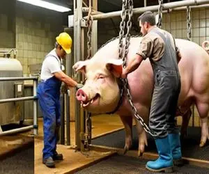 فرآوری خوک؛ خوک لجن انقد قلمبه شد با زنجیر برد کارواش ریش بشه واسه ژامبون شدن