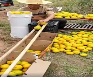 کشاورزی نوین؛ دوتا تخته گذاشت یه تنه جای 5 نفر کار کردن همه جعبه ها پر میوه شد