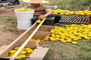 کشاورزی نوین؛ دوتا تخته گذاشت یه تنه جای 5 نفر کار کردن همه جعبه ها پر میوه شد