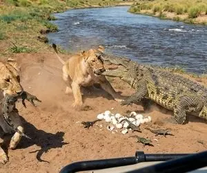 راز بقا؛ کروکودیل کنار رودخانه داشت با بچه هاش عشق می کرد که شیرها اومدن همشون خوردن