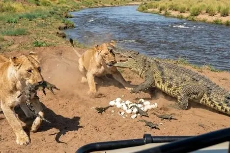 راز بقا؛ کروکودیل کنار رودخانه داشت با بچه هاش عشق می کرد که شیرها اومدن همشون خوردن