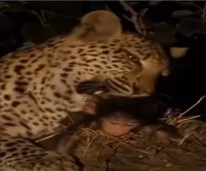 مستند حیات وحش؛ پلنگ بعد شکار مادر بابون دلش به رحم میاد بغض میکنه