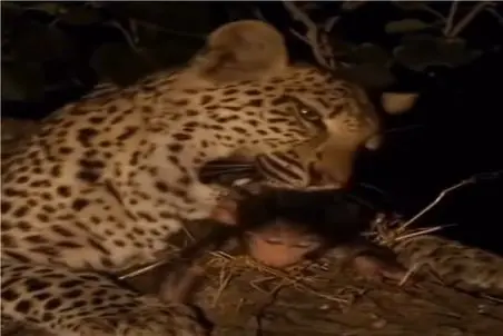 مستند حیات وحش؛ پلنگ بعد شکار مادر بابون دلش به رحم میاد بغض میکنه