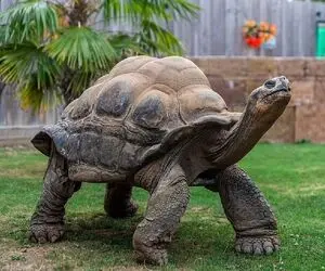 معماری طبیعت؛ لاک پشت ادای تنبل ها رو درمیاره آزادش کردن لعنتی از خرگوش تندتر دوید