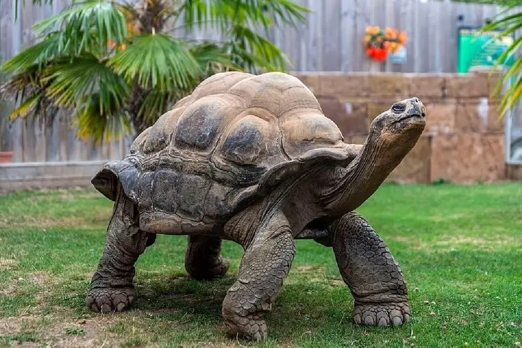 معماری طبیعت؛ لاک پشت ادای تنبل ها رو درمیاره آزادش کردن لعنتی از خرگوش تندتر دوید